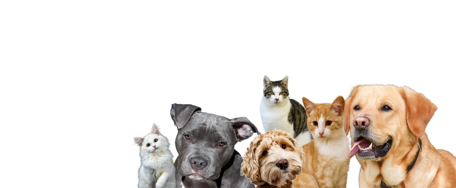 Bicos, Pêlos e Patas — clínica veterinária